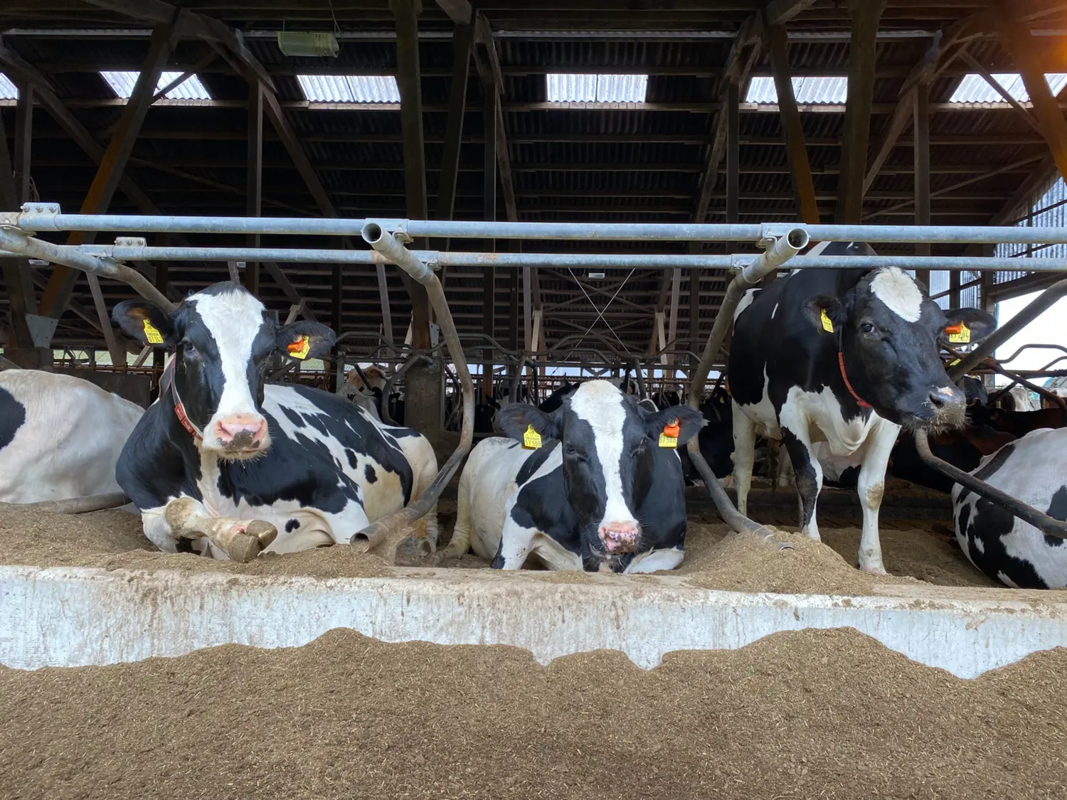 Konzept der Tierschutzinitiative der Großtierpraxis