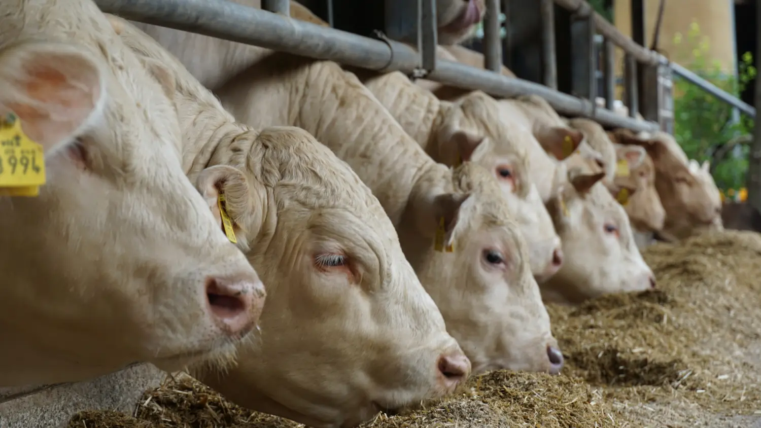 Kühe fressen Futter im Rindvieh von Grosstierpraxis